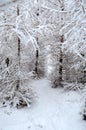 Small path zigzags trough a group of winterly snow covered larch trees