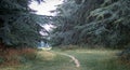 Small pathway into the forest of big blue pine trees and cedar