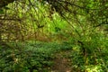 Small Pathway going trough the forest Royalty Free Stock Photo