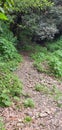 Small pathway to go inside of forest.