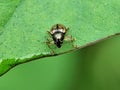 Small, patterned weevil & x28;possibly Nanophyes& x29; with brown and black markings on a green leaf. Royalty Free Stock Photo