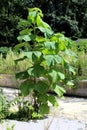 Small Paulownia fast growing tall deciduous tree with large heart shaped leaves growing at abandoned family house backyard Royalty Free Stock Photo