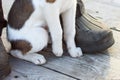 Small paws of a white puppy next to the ownerÃ¢â¬â¢s large boots Royalty Free Stock Photo