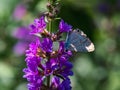 Small Pea Blue Butterfly on flowers 1