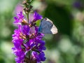 Small Pea Blue Butterfly on flowers 2 Royalty Free Stock Photo