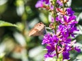 Small Pea Blue Butterfly on flowers 3 Royalty Free Stock Photo