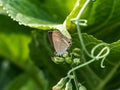 Small Pea Blue butterfly on a leaf 1 Royalty Free Stock Photo