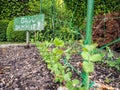 Sign `Grow Dammit!` next to a row of pea seedlings Royalty Free Stock Photo