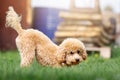 A cute light brown puppy plays mischievously in the backyard of a private house Royalty Free Stock Photo