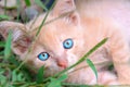 Small peach-colored kitten with blue eyes lies in the green grass