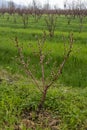 Small peach fruit tree in full bloom in spring