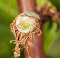 Small peach on a tree branch in spring