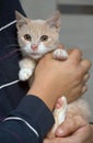 Peach and white cat in hands with snot. feline rhinotracheitis Royalty Free Stock Photo