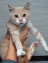 Peach and white cat in hands with snot. feline rhinotracheitis Royalty Free Stock Photo