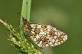 Small Pearl-border Fritillary Butterfly