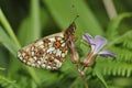 Small Pearl-border Fritillary Butterfly