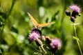 The small pearl-bordered fritillary