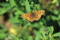 Small pearl-bordered fritillary