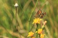 Small pearl-bordered fritillary