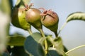 Small pears on a tree in spring. Close-up Royalty Free Stock Photo