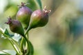 Small pears on a tree in spring. Close-up Royalty Free Stock Photo