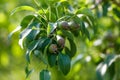 Small pears on a tree in spring. Close-up Royalty Free Stock Photo