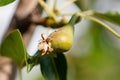 Small pears on a tree in spring. Close-up Royalty Free Stock Photo