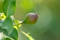Small pears on a tree in spring. Close-up Royalty Free Stock Photo