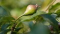 Small pears on a tree in spring. Close-up Royalty Free Stock Photo