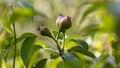 Small pears on a tree in spring. Close-up Royalty Free Stock Photo