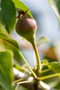 Small pears on a tree in spring. Close-up Royalty Free Stock Photo
