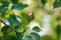 Small pears on a tree in spring. Close-up Royalty Free Stock Photo