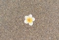 Small pebbles, stone floors, background texture with a picture of a white plumeria Royalty Free Stock Photo