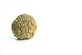 Small pecten shell, fossil, white background