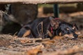 Small pedigree dog in the forest - pinscher