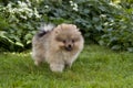 A small pedigreed dog stands on a green grass