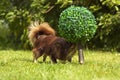A small pedigreed dog stands on a green grass Royalty Free Stock Photo