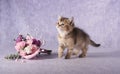 A small pedigreed kitten stands next to a bouquet of flowers Royalty Free Stock Photo