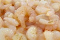Small peeled shrimps Royalty Free Stock Photo