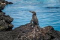 Small penguin from the Galapagos Islands posing on some rocks at Bartolome Island Royalty Free Stock Photo