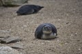 Tiny penguin laying flat on sandy surface