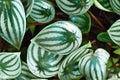 `Peperomia Argyreia` plant with silver stripes on leaves Royalty Free Stock Photo