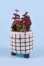 Small `Peperomia Verticillata Red Log` succulent houseplant in white and black ceramic flower pot