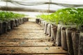 Small pepper plants in a greenhouse for transplanting Royalty Free Stock Photo