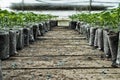 Small pepper plants in a greenhouse for transplanting Royalty Free Stock Photo