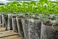 Small pepper plants in a greenhouse for transplanting Royalty Free Stock Photo