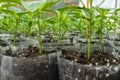 Small pepper plants in a greenhouse for transplanting Royalty Free Stock Photo