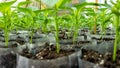 Small pepper plants in a greenhouse for transplanting Royalty Free Stock Photo