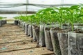 Small pepper plants in a greenhouse for transplanting Royalty Free Stock Photo