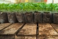 Small pepper plants in a greenhouse for transplanting Royalty Free Stock Photo